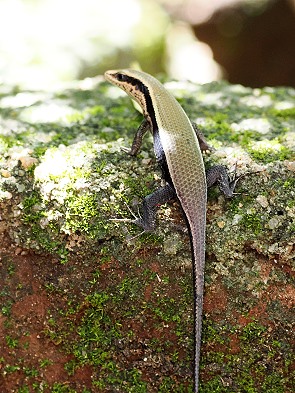 Sonnenskink