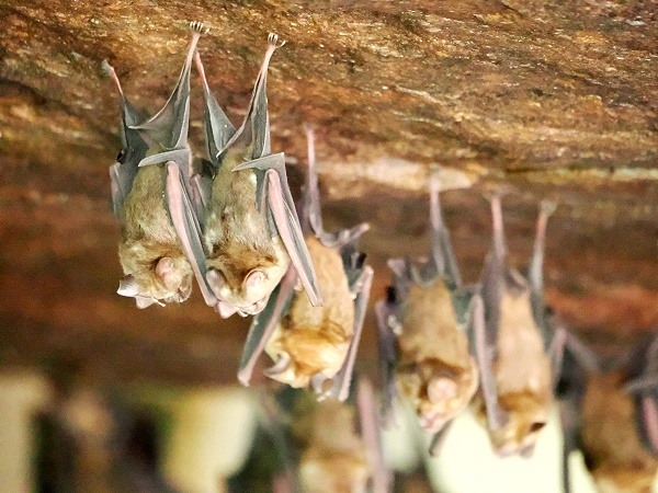 Fledermäuse