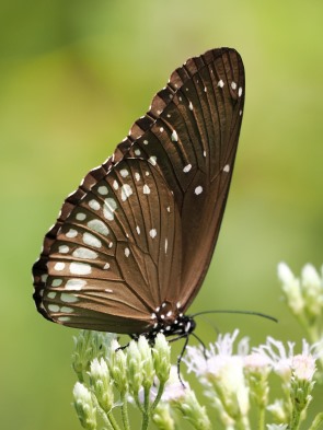 Schmetterling