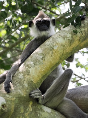 Langur