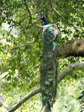 Pfau