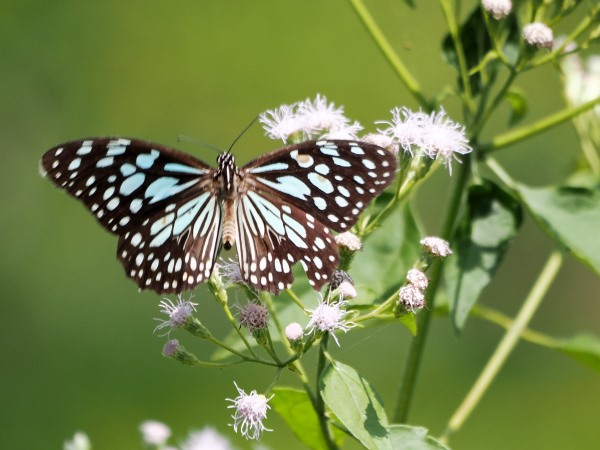 Blauer Tiger