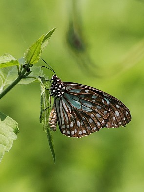 Blauer Tiger