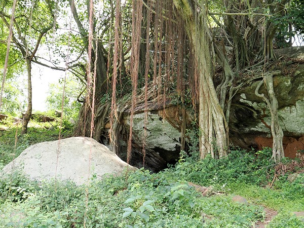 Banyan Baum