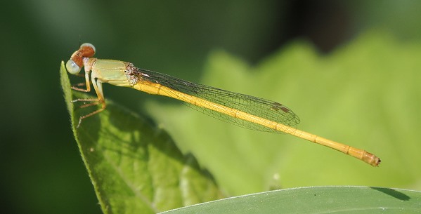 Libelle