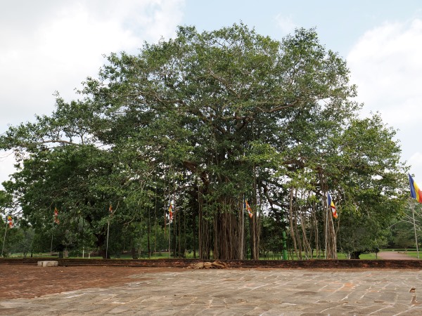 Bodhi Baum