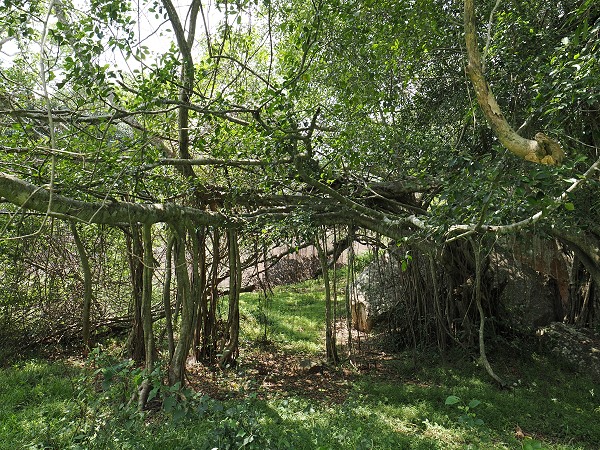Bodhi Baum