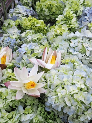 Blüten