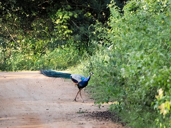 Pfau auf dem Weg