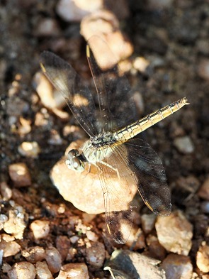 Libelle