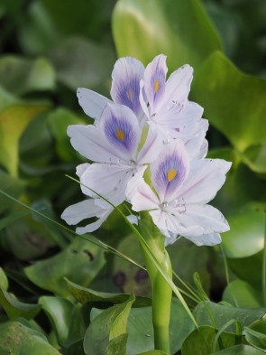 Wasserhyazinthe