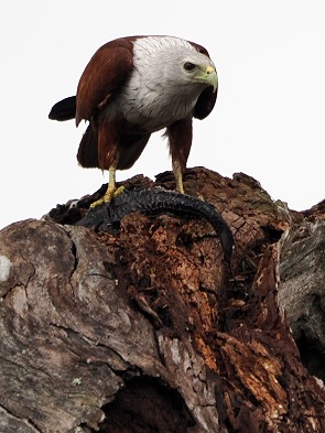 Adler