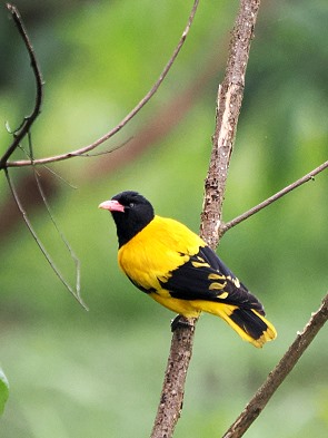 Oriole