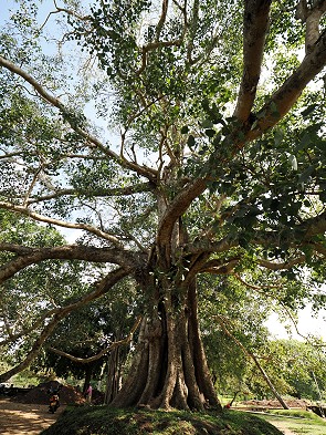 Baum
