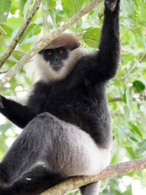 Langur