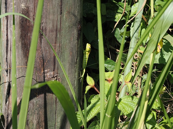 Versteckt