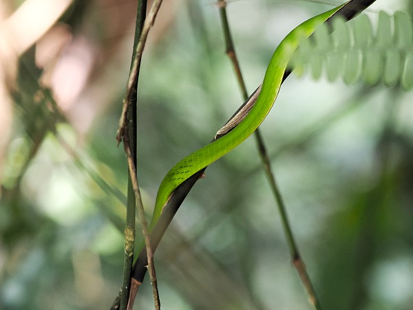 Vine Snake