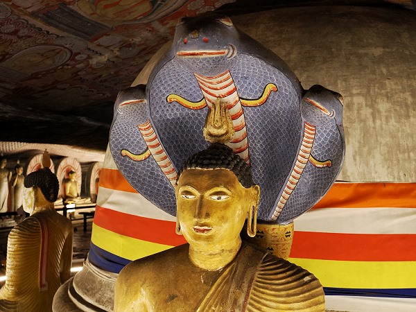 Kobra Dambulla
