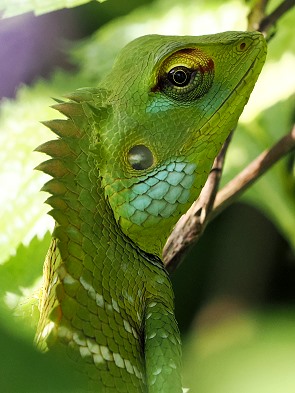 Gartenagame