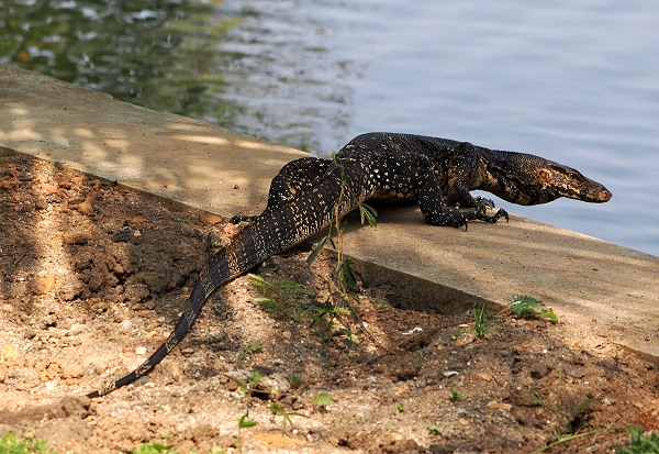 Wasserwaran