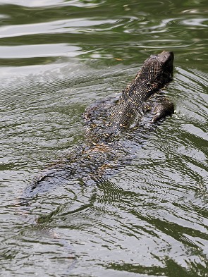 Guter Schwimmer