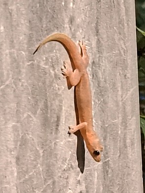 Hausgekko