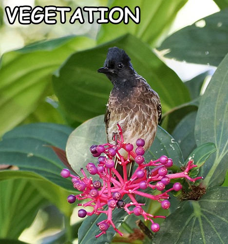 Bulbul auf Blüte