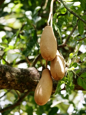 Jackfruit