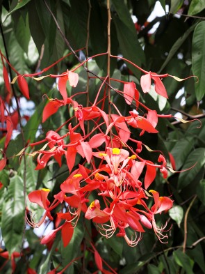 Blüten