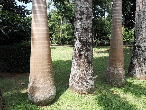 Palmenstämme