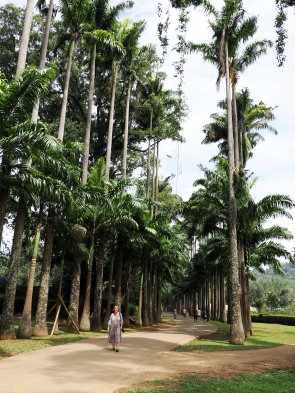 Palmenallee Kandy