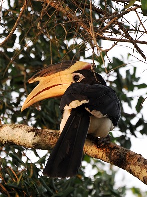 Malabar-Hornvogel