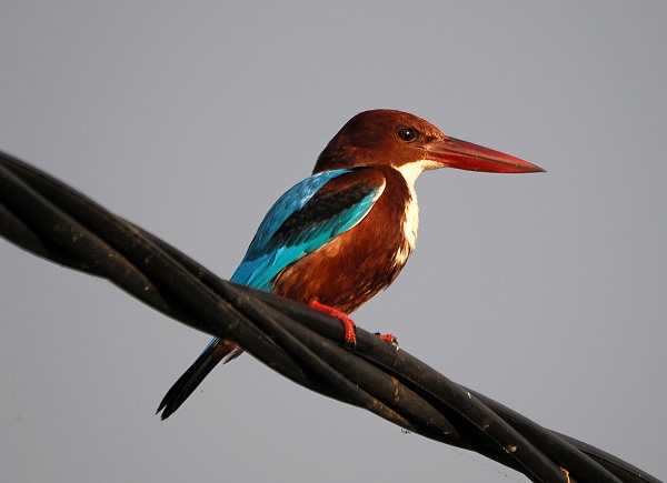 Kingfisher
