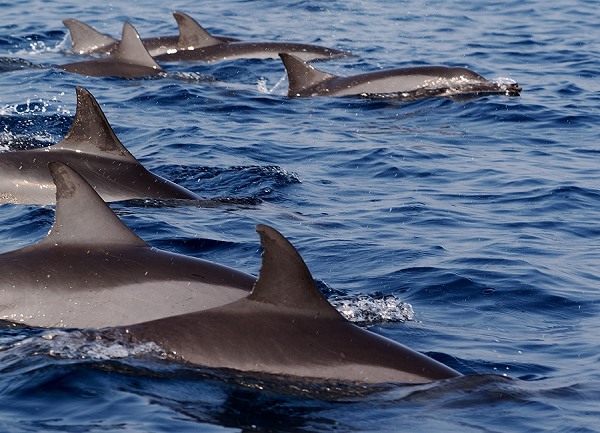 Delfine