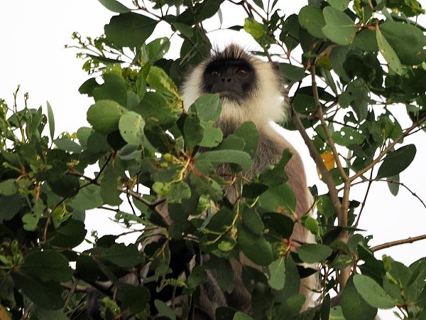 Langur