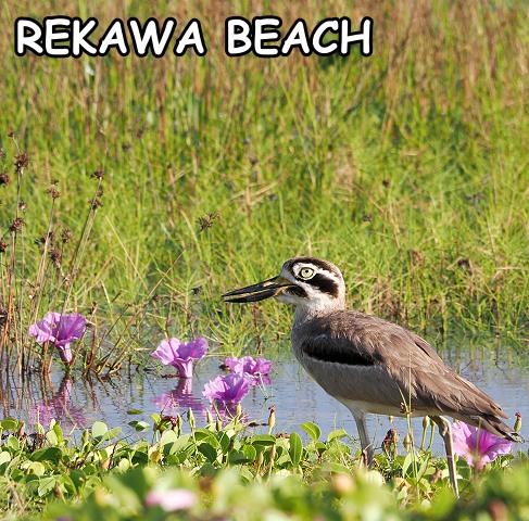 Dickschnabel-Brachvogel