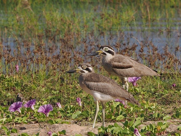 Dickschnabel-Brachvögel