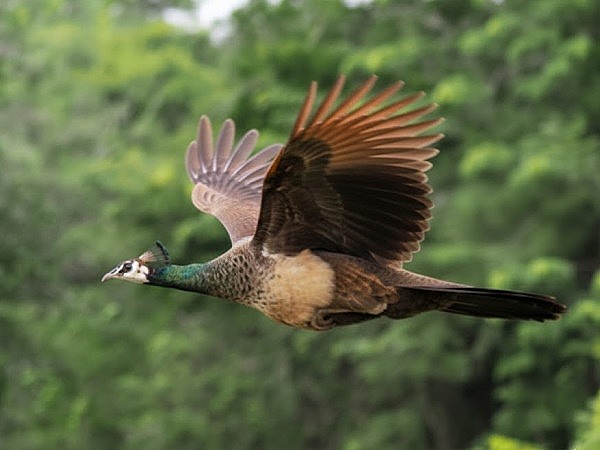 Fliegende Pfauenhenne