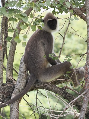 Langur