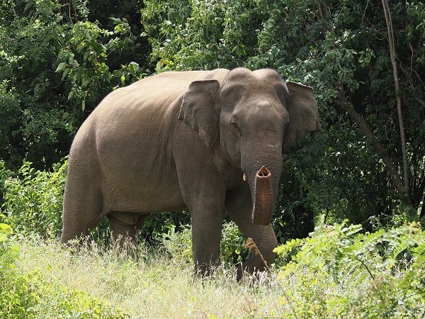 Elefant