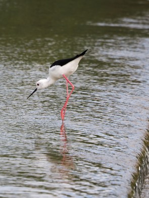 Stilt