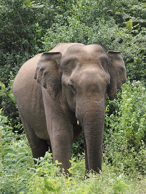Elefant