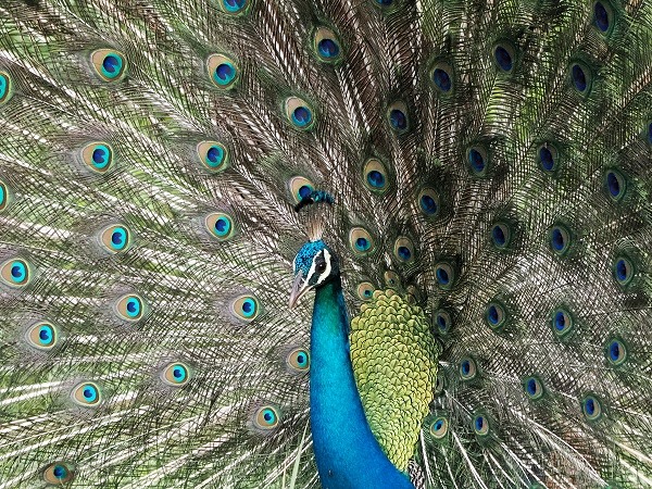 Pfau