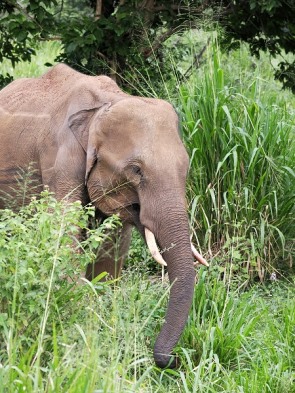 Elefant