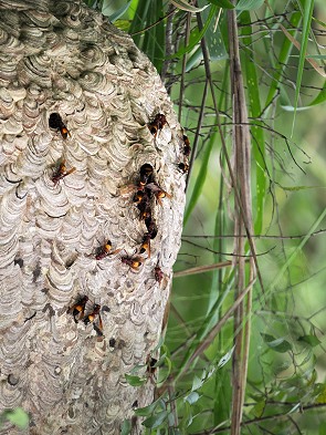 Bienenwabe