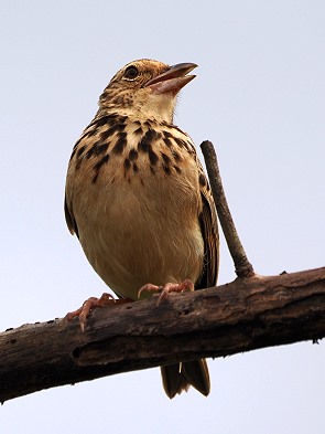 Singvogel
