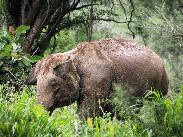 Elefant