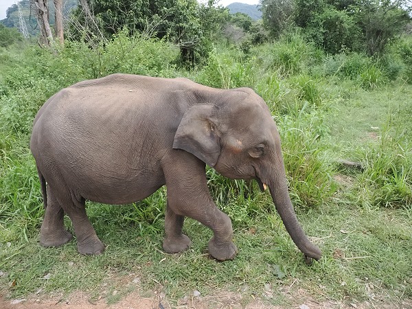 Elefant
