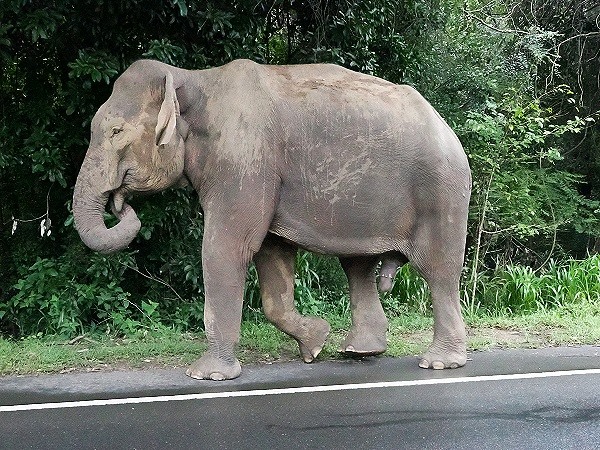 Elefant
