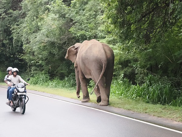 Elefant mit Verkehr